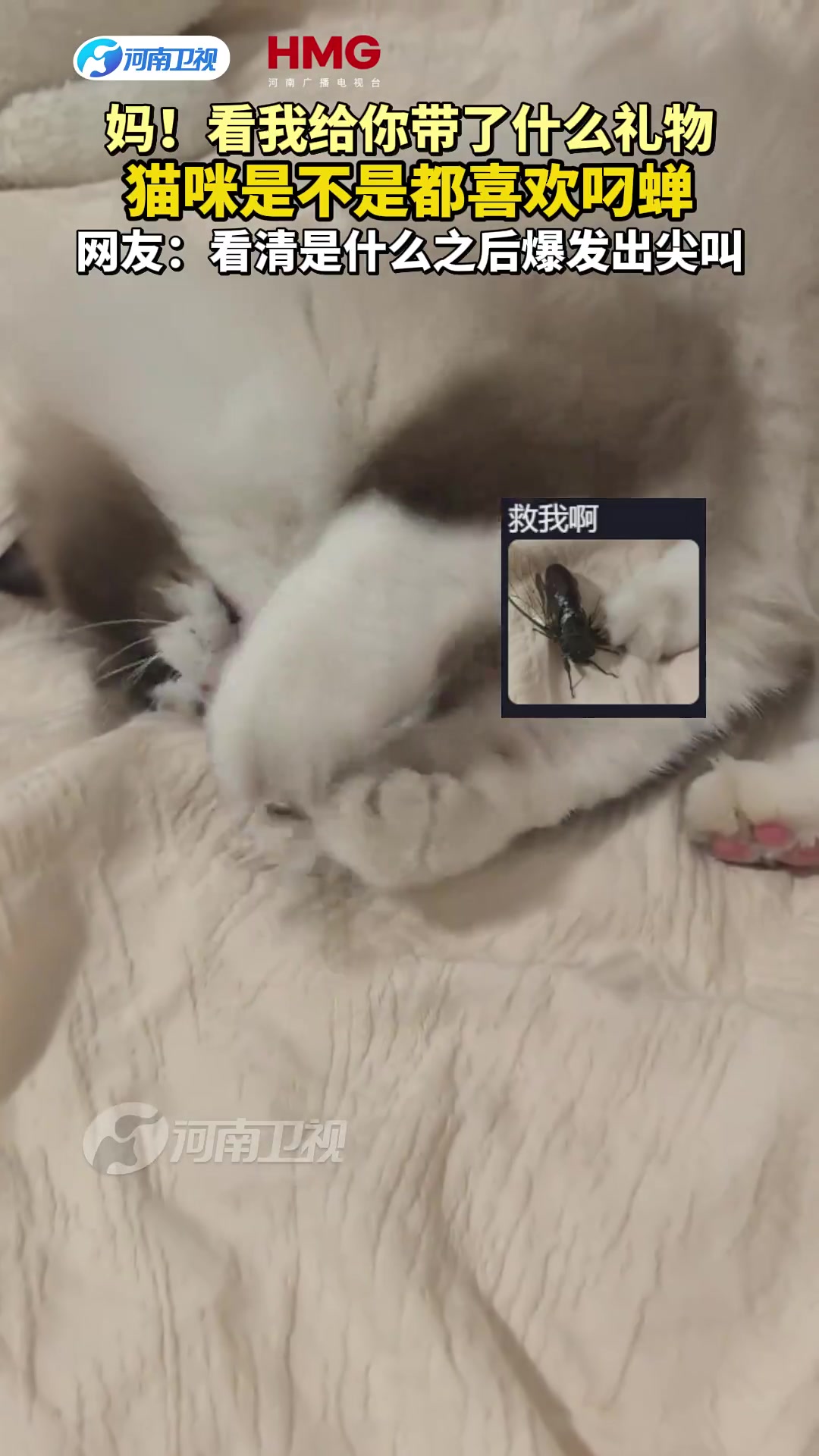 妈！看我给你带了什么礼物，猫咪是不是都喜欢叼蝉