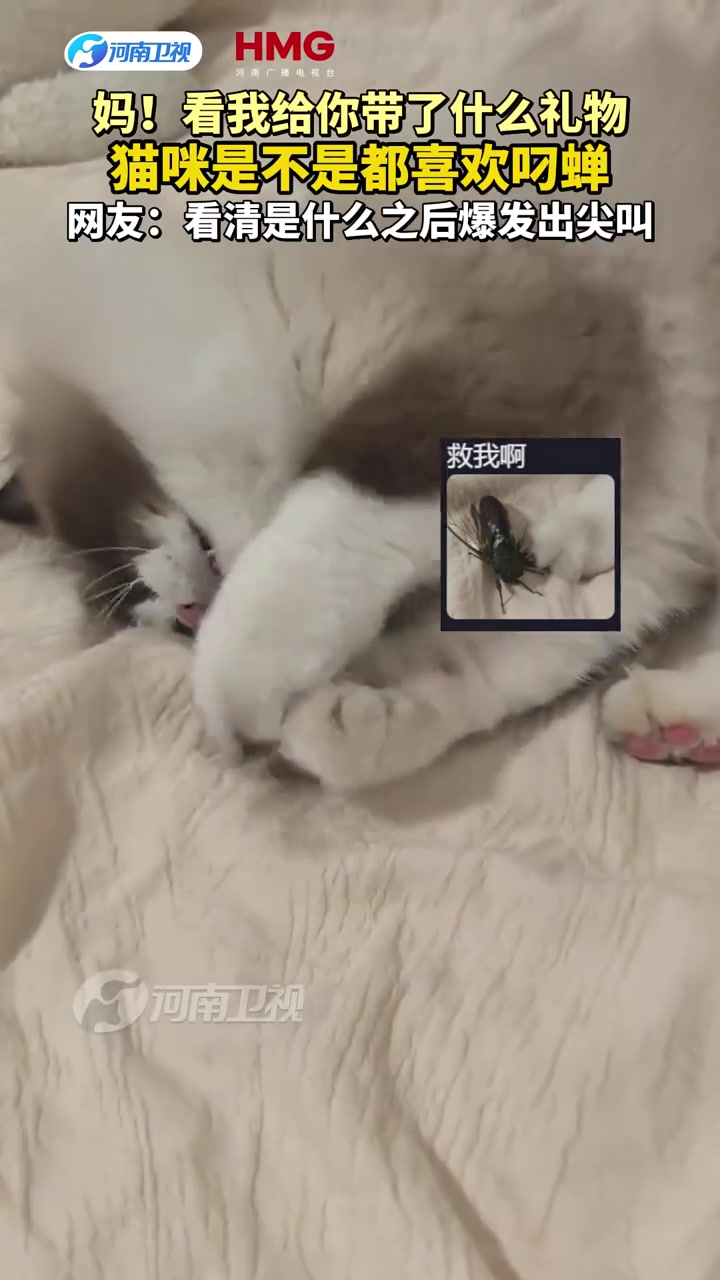 妈！看我给你带了什么礼物，猫咪是不是都喜欢叼蝉
