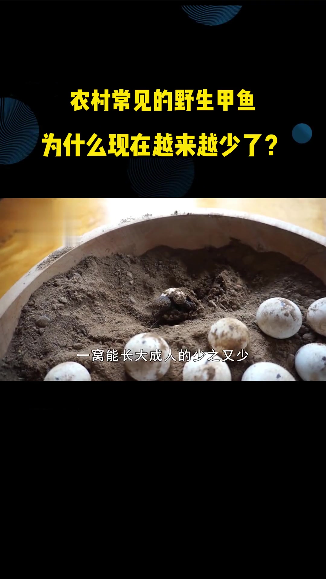 甲鱼的功效与作用及营养