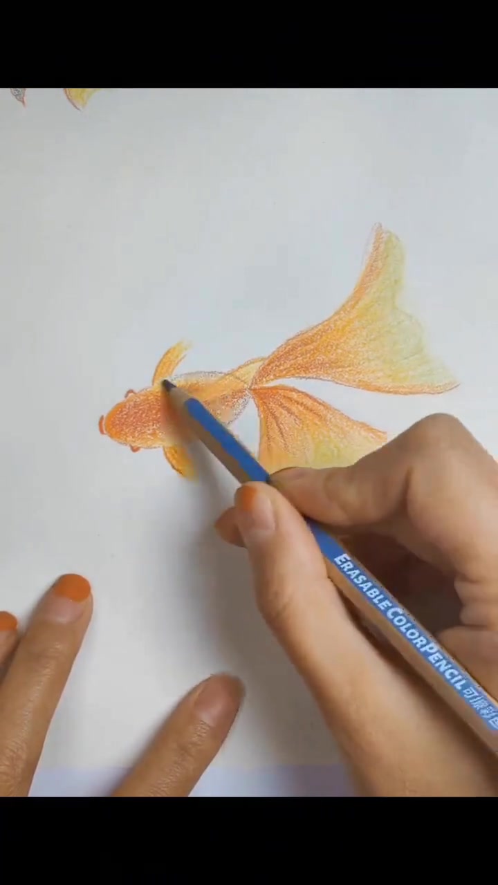 零基础学用彩铅画漂亮的小金鱼
