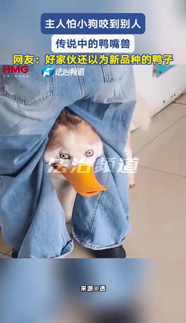 主人怕小狗咬到别人 传说中的鸭嘴兽 网友:好家伙还以为新品种的鸭子~f