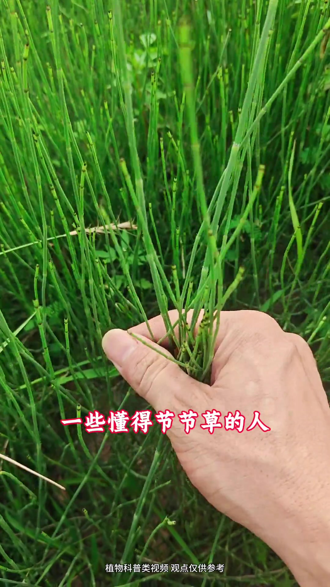 养生健康：木贼（节节草）的作用你知道吗？