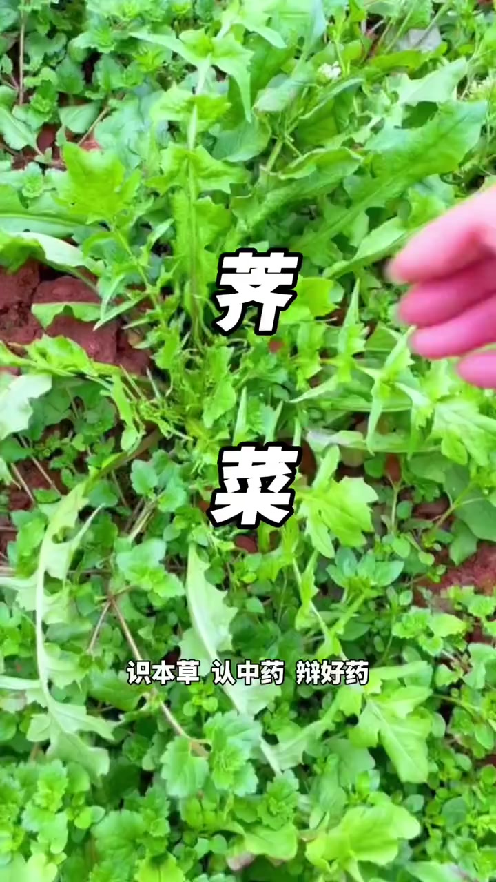 今天学的是荠菜，是野菜之王，也是天然本草