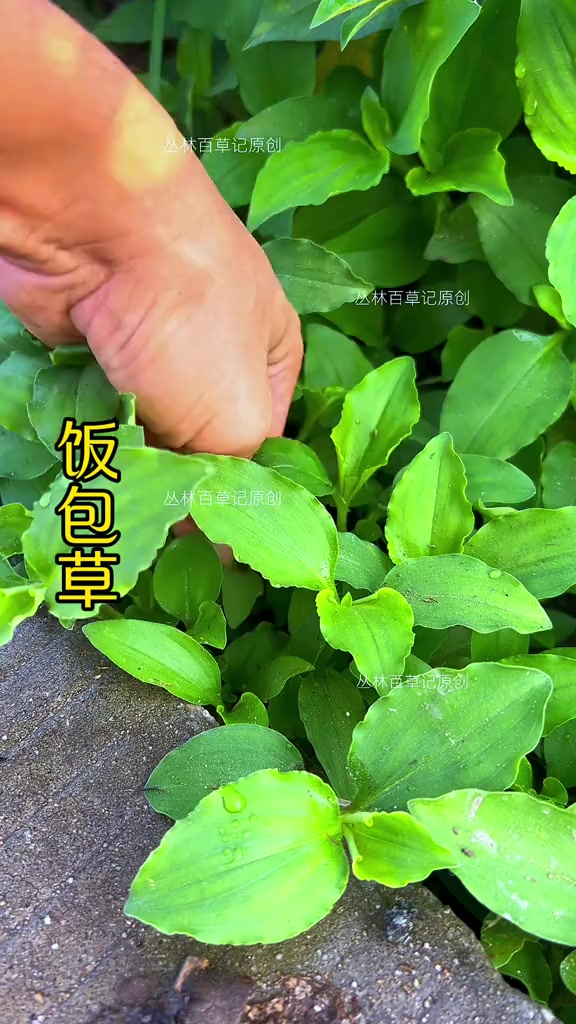 饭包草，也叫竹节菜，鸭跖草科草本植物，你那里还吗