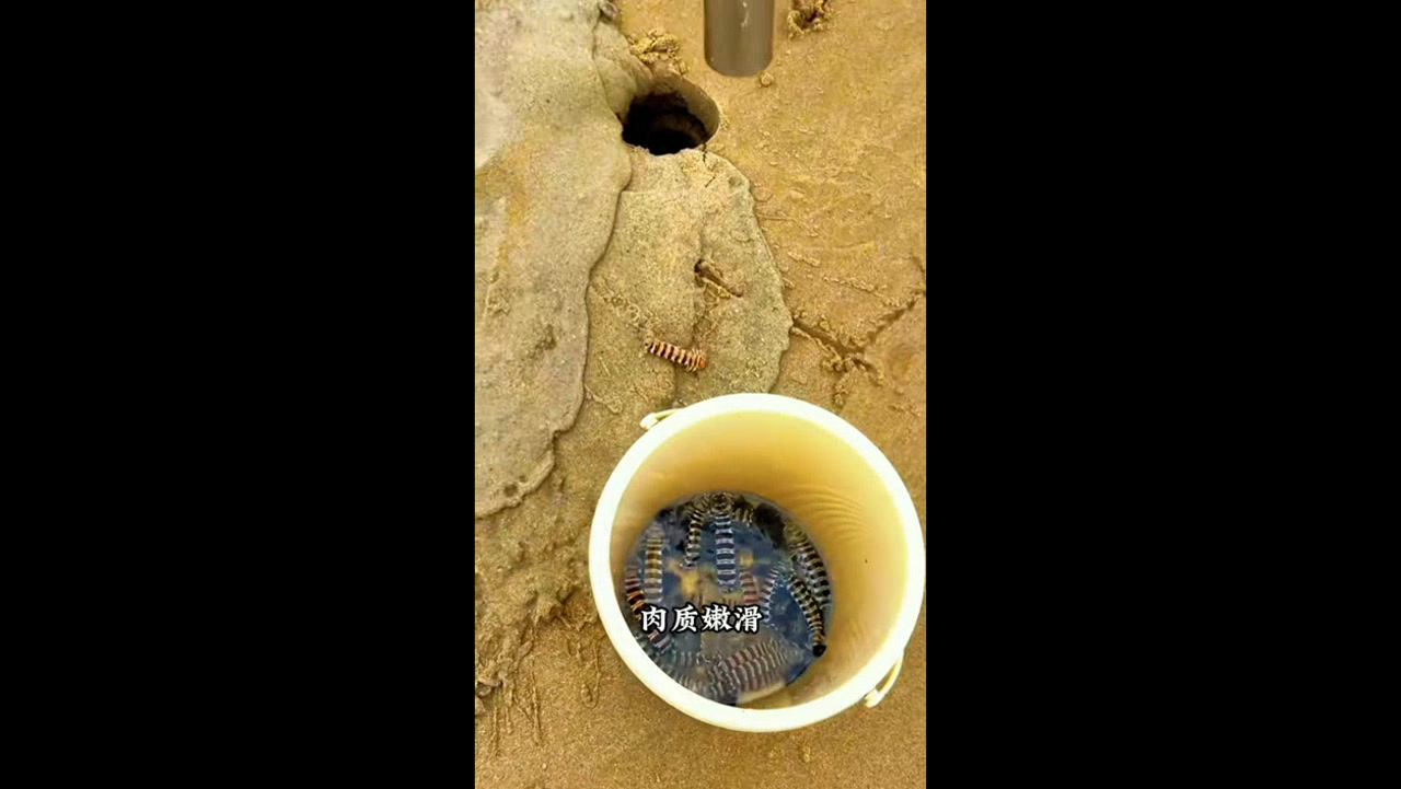 带你认识不同的虾你们都见过哪些 #虾 #科普
