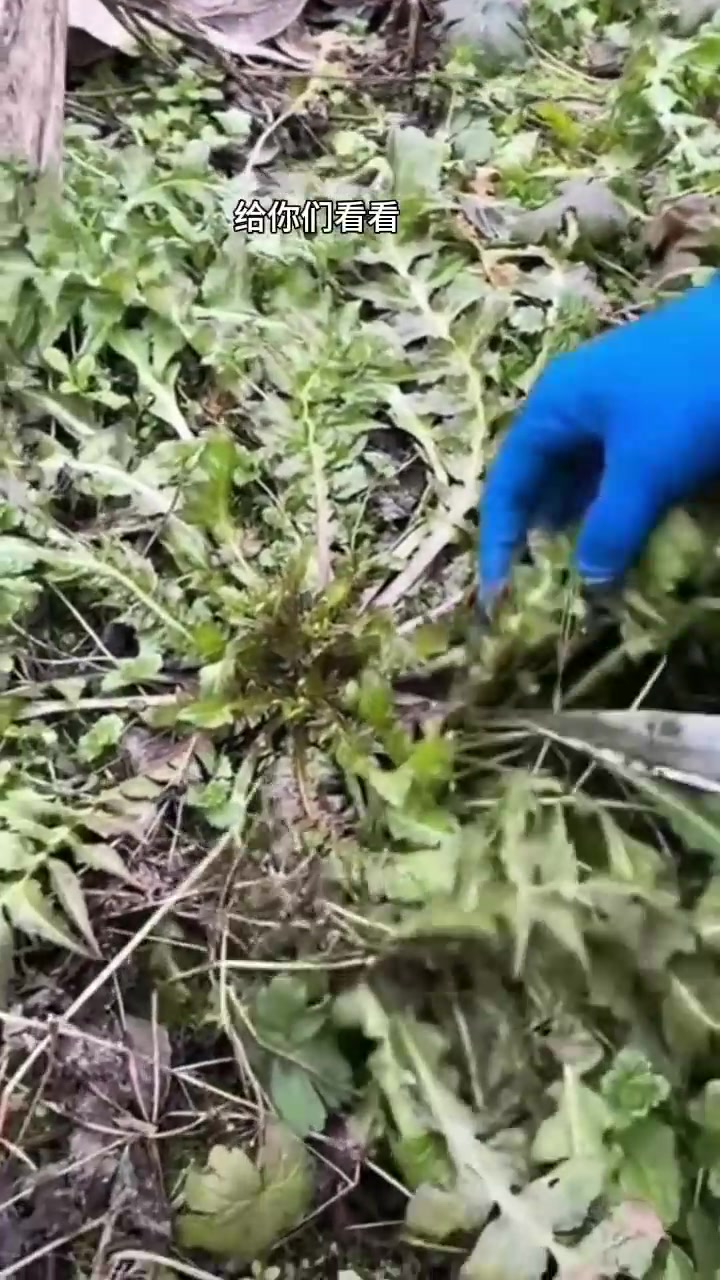 野生荠菜春天的味道，你们家乡有这种植物吗？