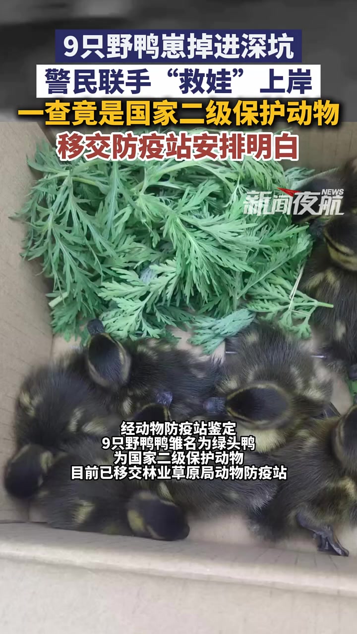 6月2日（发布），黑龙江同江。9只野鸭崽掉进深坑，警民联手“救娃”上岸，一查竟是国家二级保