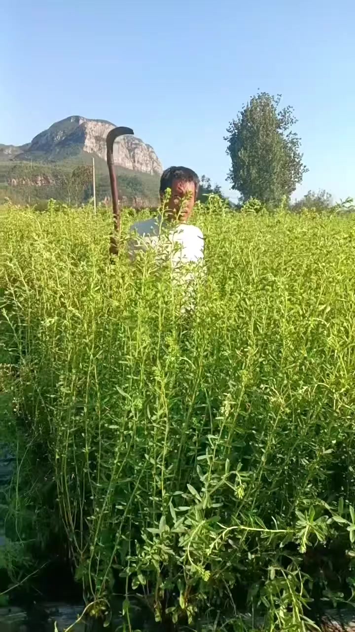 养生健康：甜叶菊的功效与作用