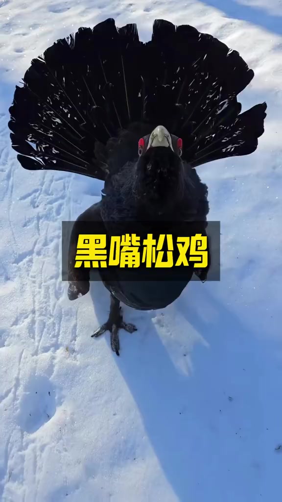 和孔雀一样可以开屏的黑嘴松鸡