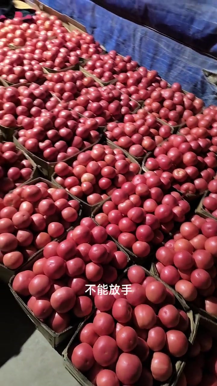 新鲜芹菜西红柿等蔬菜整齐陈列展示