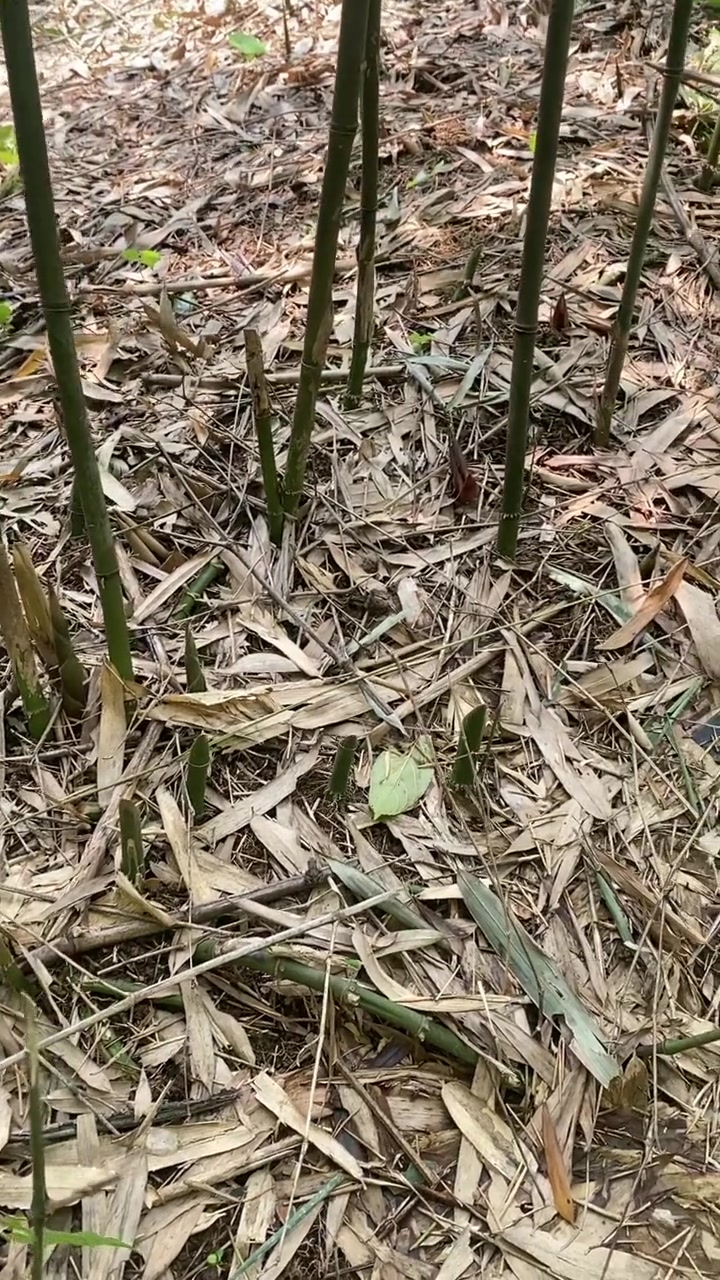 健康提醒：野生水芹菜养生功效多