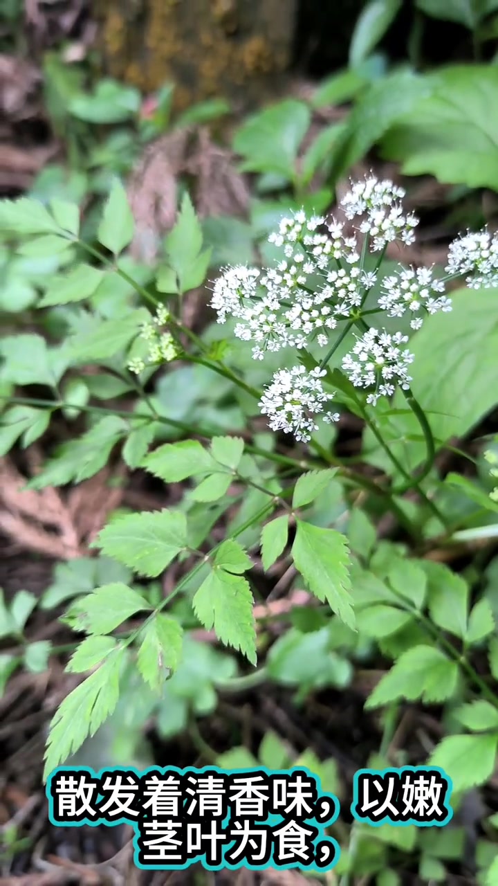 水芹：伞形科水芹属，别名野芹菜、水芹菜