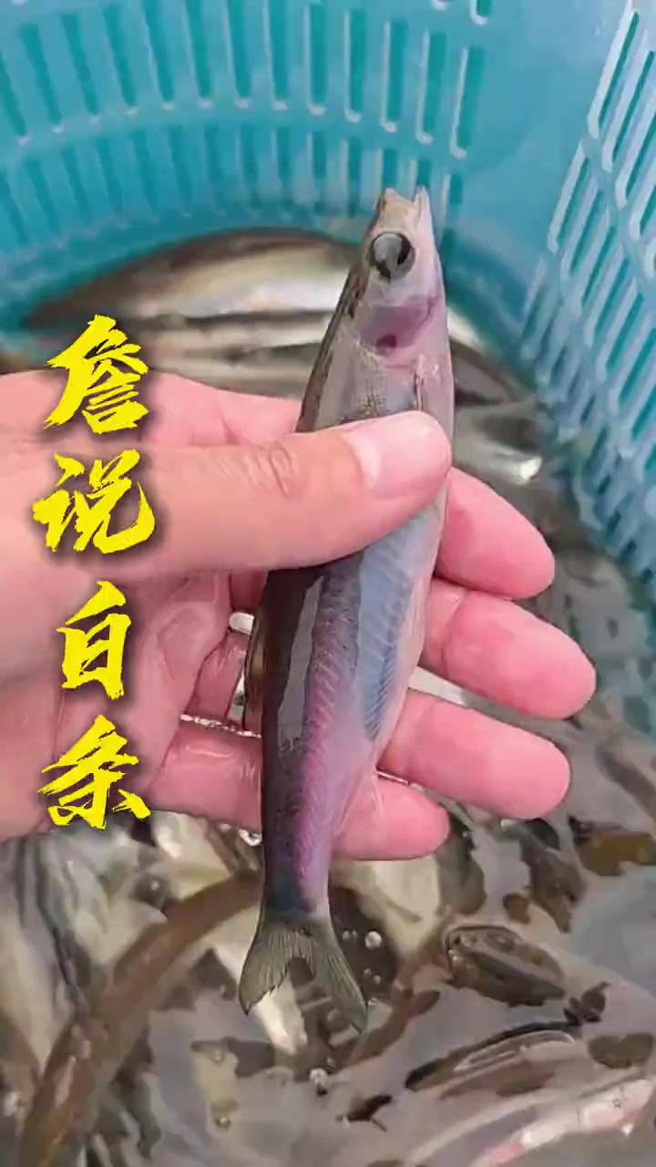 为什么白条鱼都泛滥成灾了但是市场上却没有呢