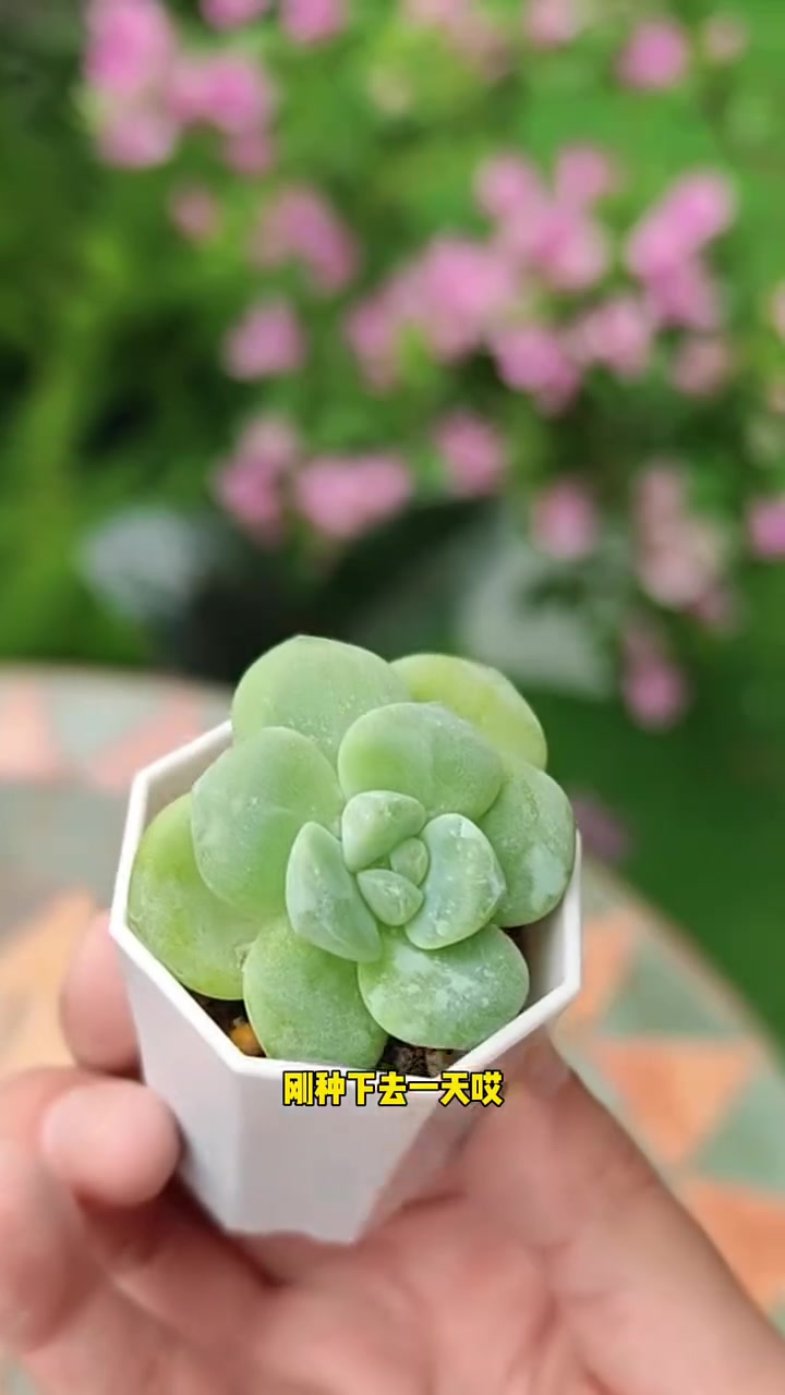 你会养多肉吗？#多肉 #多肉植物养护 #养花 #养花小知识