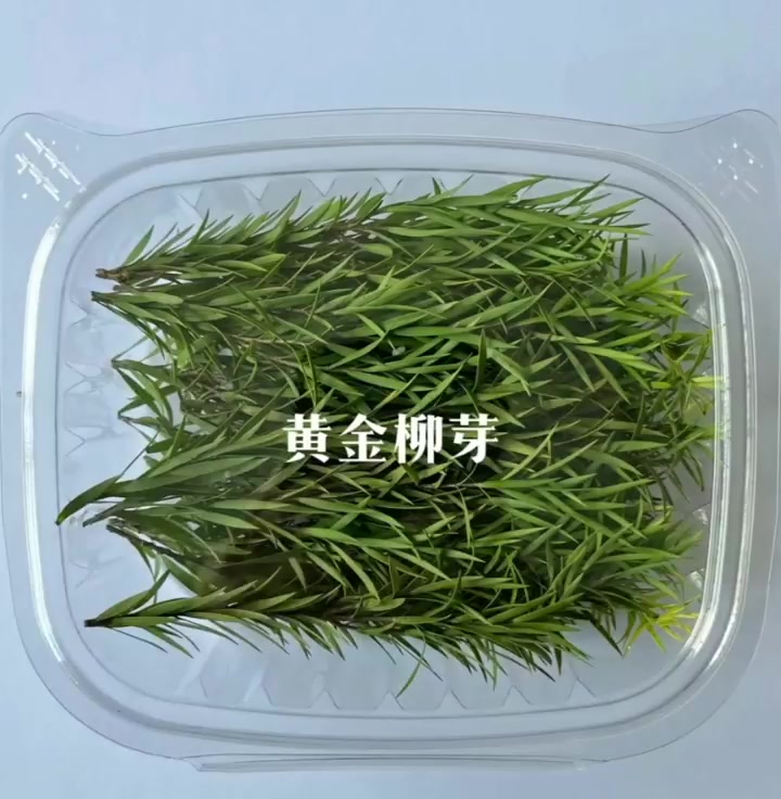 展示多种会所摆盘适用精美花草花材