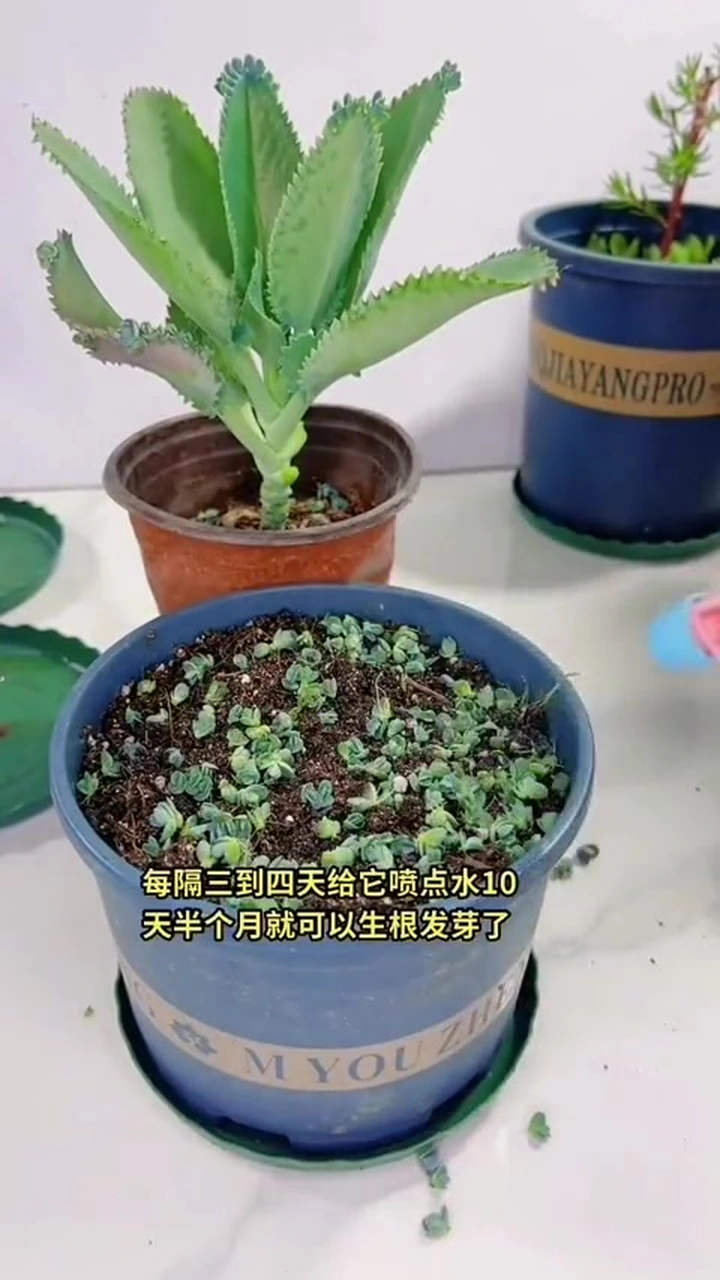 不死鸟多肉植物，落地生根