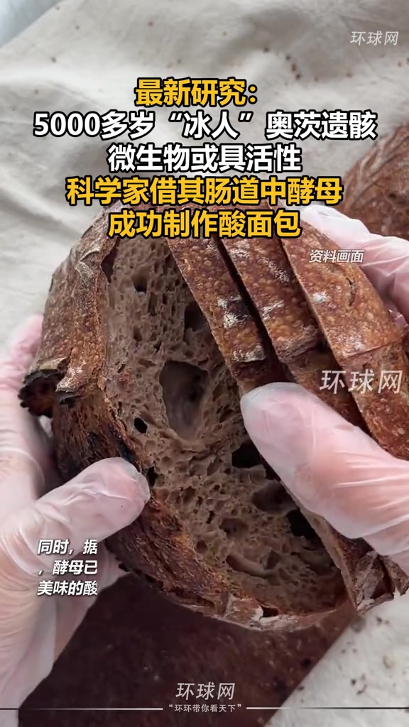 最新研究：5000多岁“冰人”奥茨遗骸微生物或具活性，科学家借其肠道中酵母成功制作酸面包