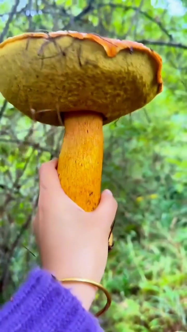 展示多种野生菌类科普山野菌菇知识