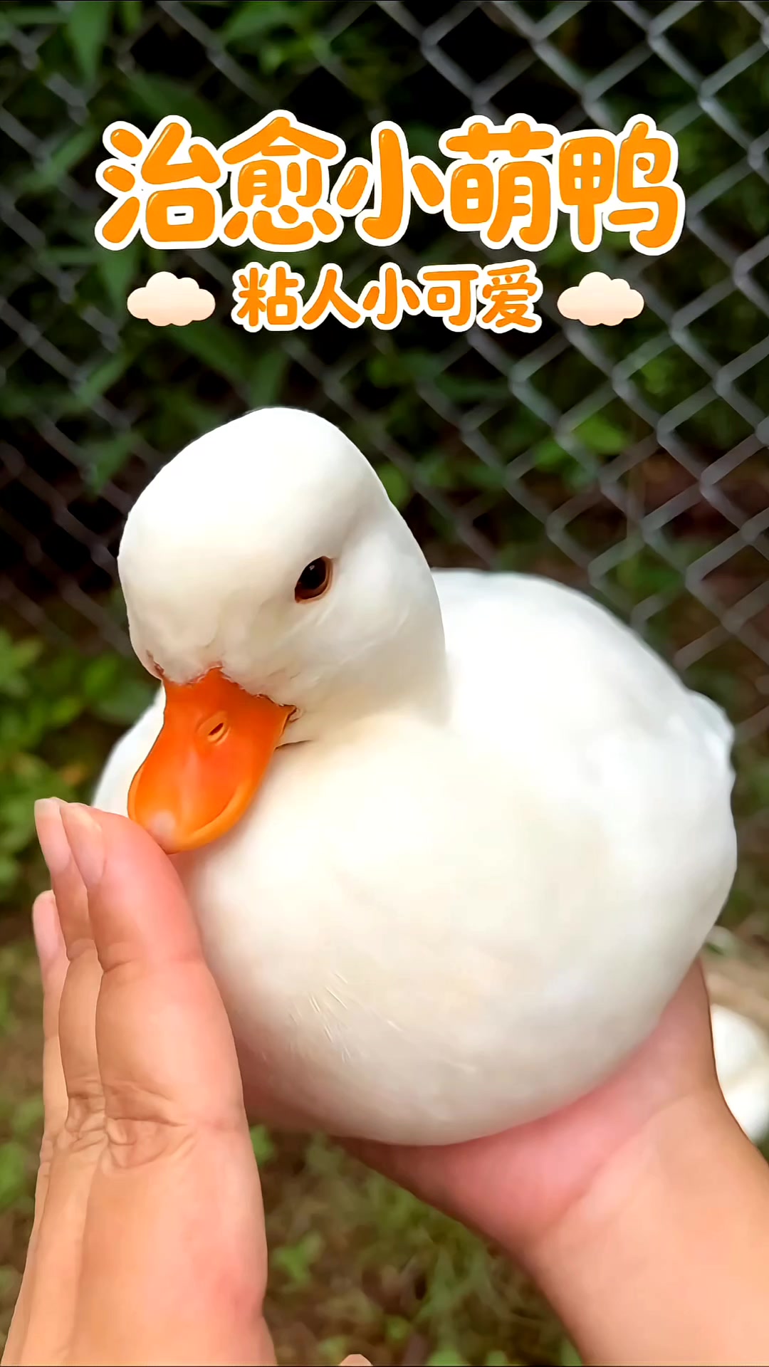 治愈的柯尔鸭多少钱一只
