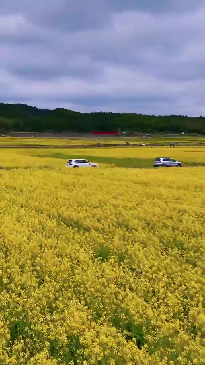 这里是福建南平浦城阳泉村万亩油菜花田