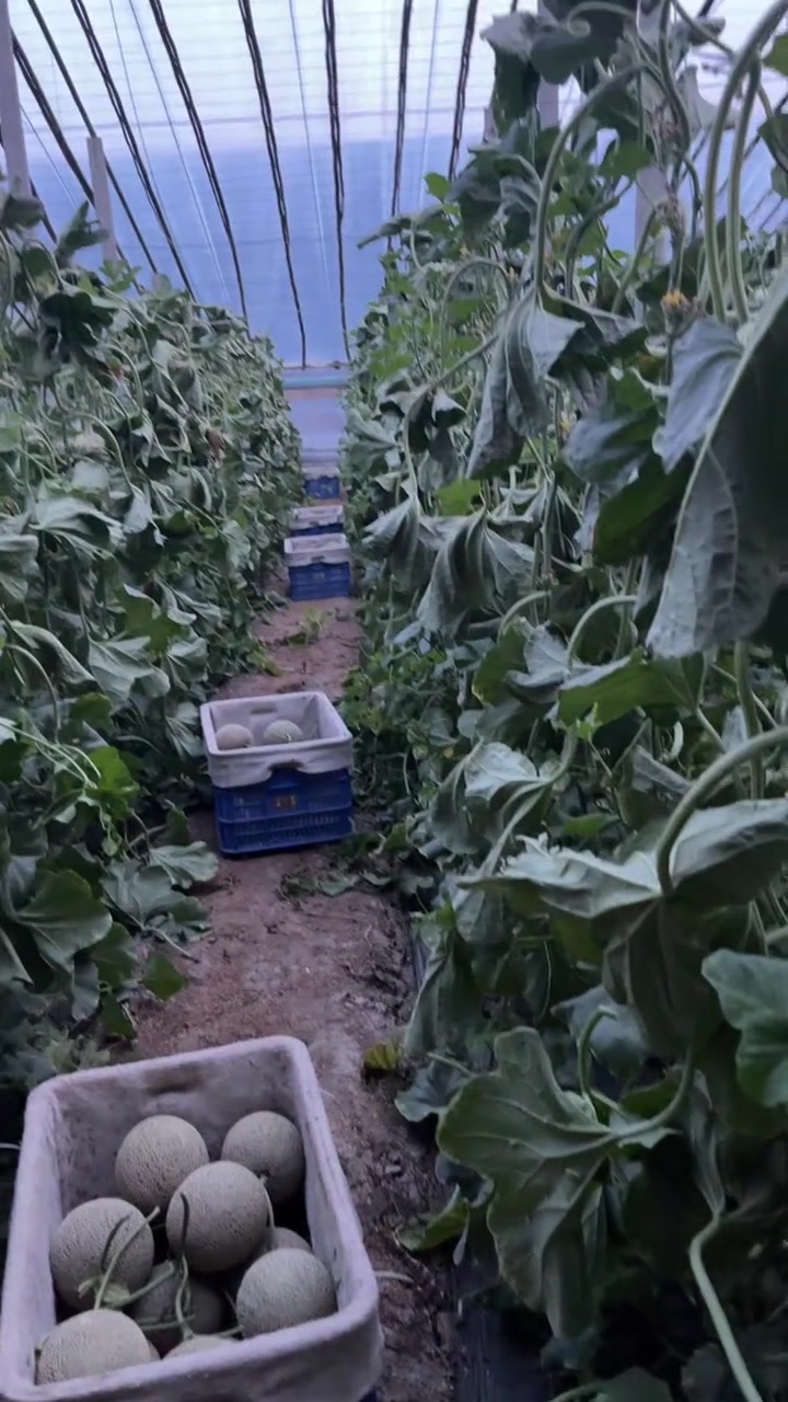 养生健康：茭白的营养价值与功效