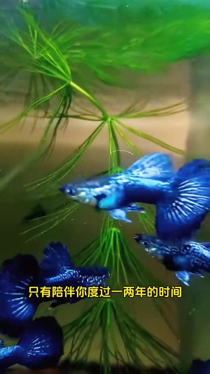 孔雀鱼睡觉都想让你知道的6件事情