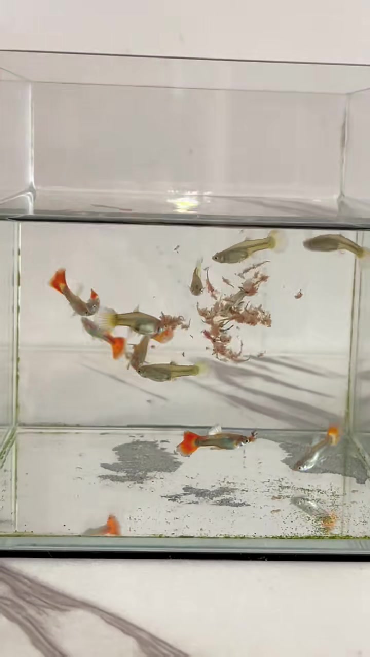 孔雀鱼“百万鱼”的称号果然名不虚传，无成本养到鱼苗爆缸，杂交的后代更会让你充满惊喜