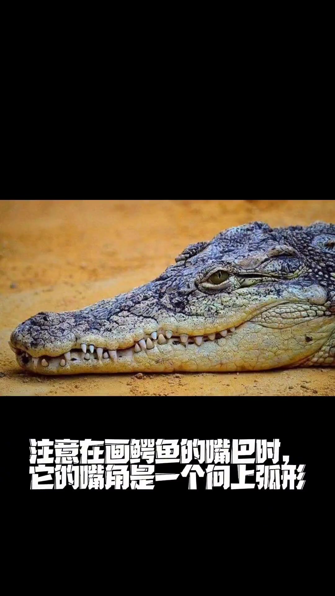 大嘴巴的小鳄鱼怎么画？3分钟学会画，观察真实的鳄鱼形态结构！