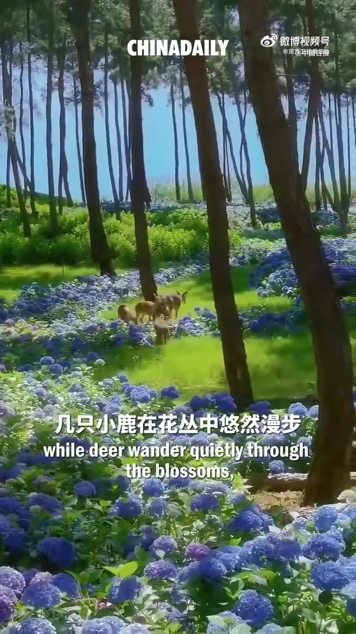 「#小鹿漫步贵州梅园绣球花海太梦幻了#」宛若仙境般的贵州梅园：绣球花海铺满林间，几只小鹿在