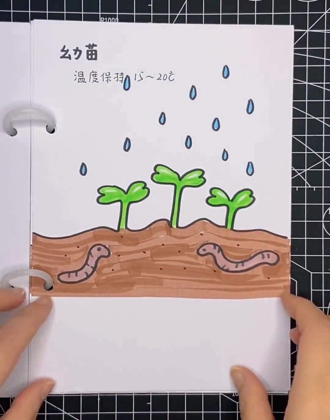 《生菜生长记》来咯，你爱吃生菜吗？来看看它的生长过程