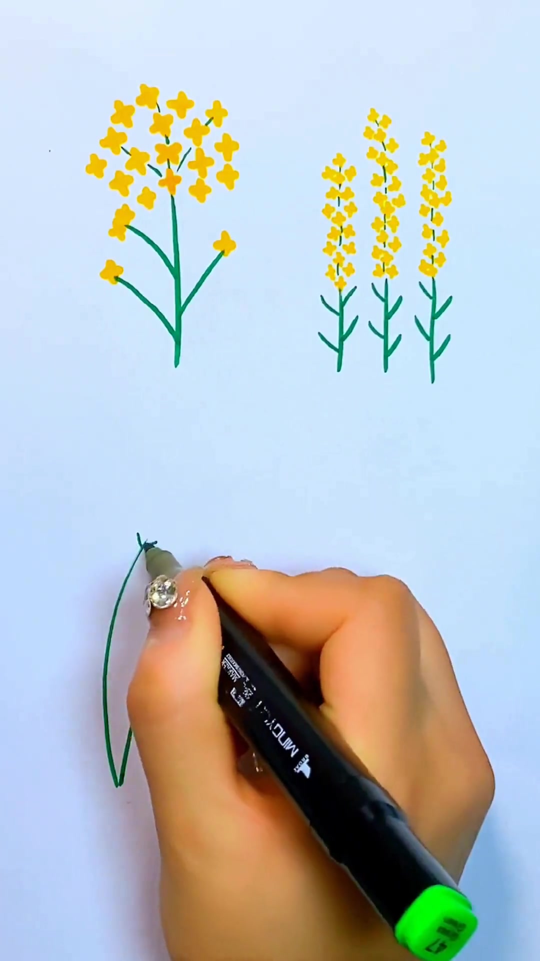 会画十字就会画油菜花,零基础轻松学简笔画