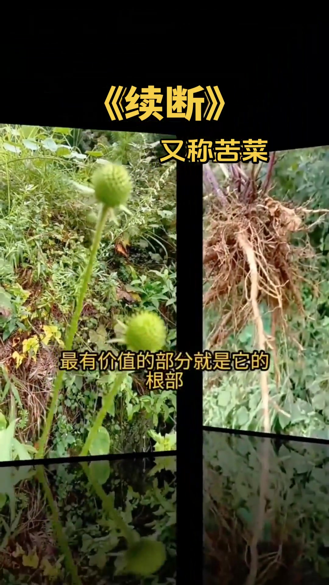 识百草：山间苦菜，学名续断