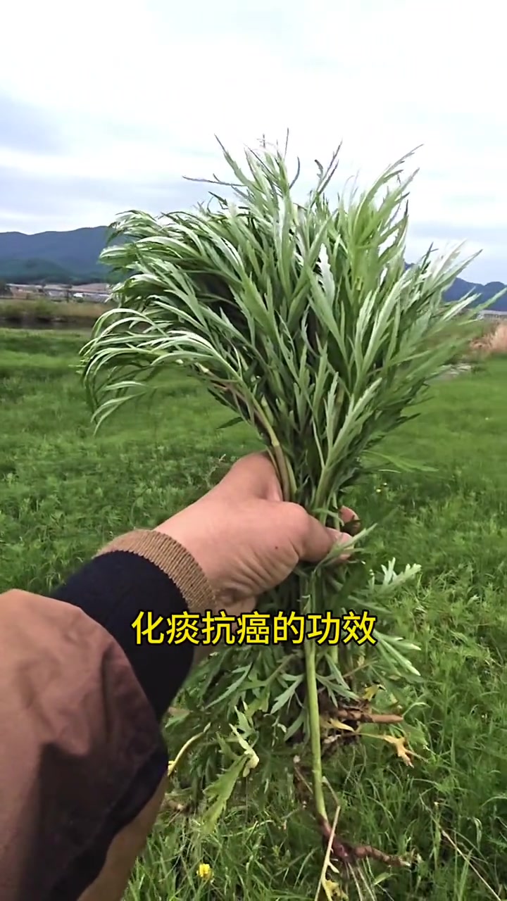 柳蒿芽被誉为珍宝，这苦涩味你吃得下吗？
