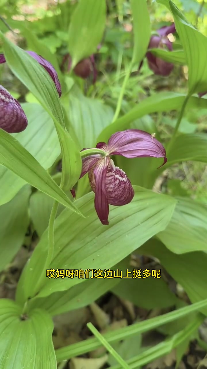 在我们这只要勤快就饿不着，今天上山采点刺五加叶看看能卖多少钱。#我的乡村生活 #山野菜 #
