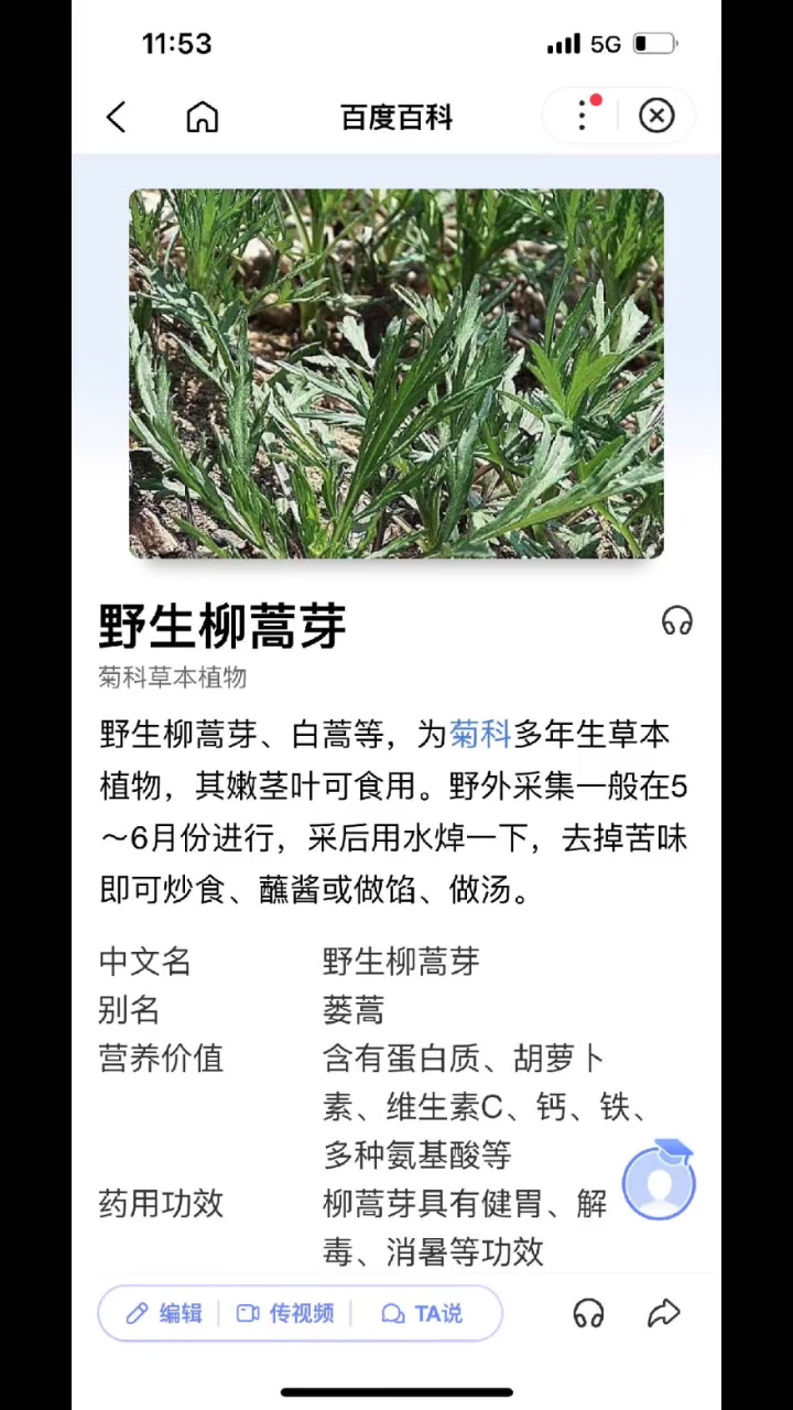 野生柳蒿芽的功效