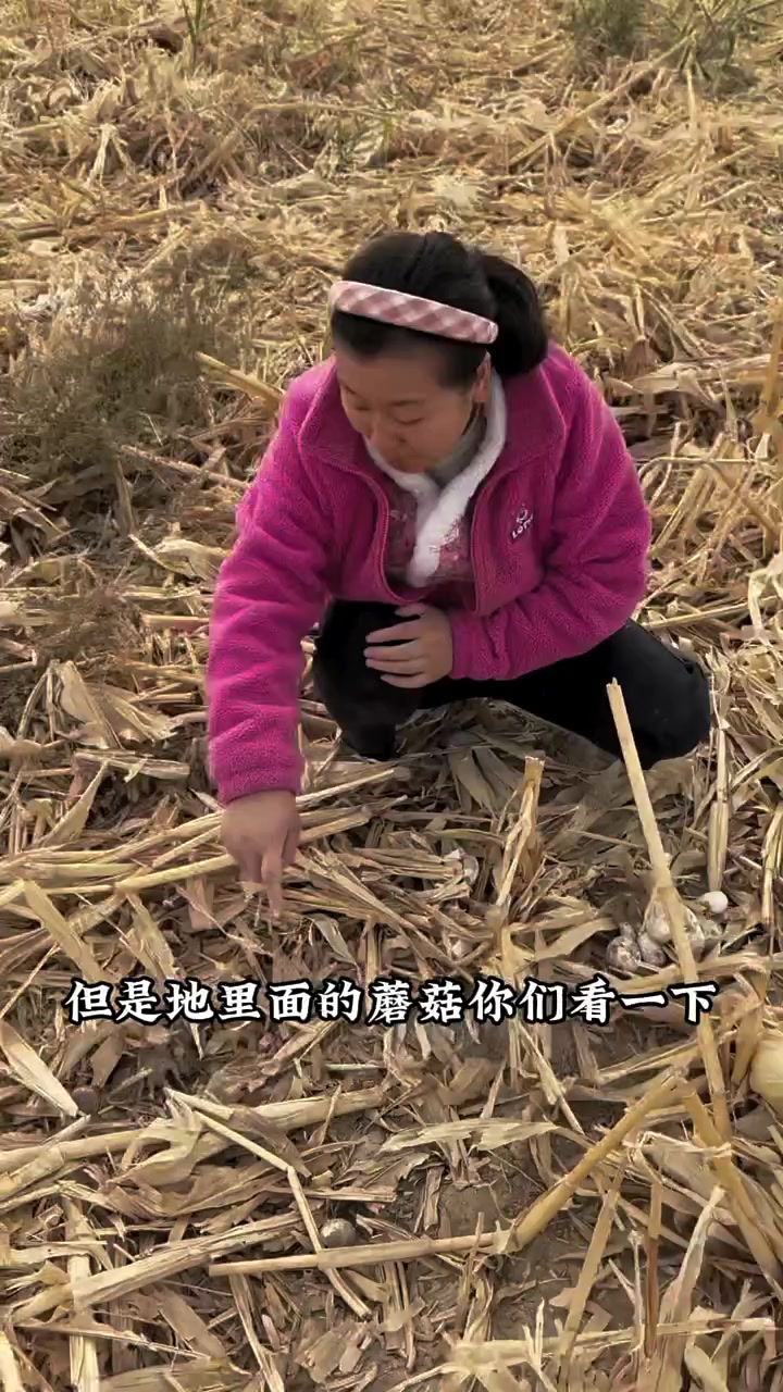 新疆野生鸡腿菇多的能颠覆你的想象,欢迎你来挖哦!