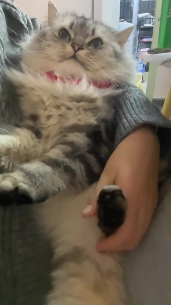 戴鲨鱼围脖的猫咪与人互动尽显萌态