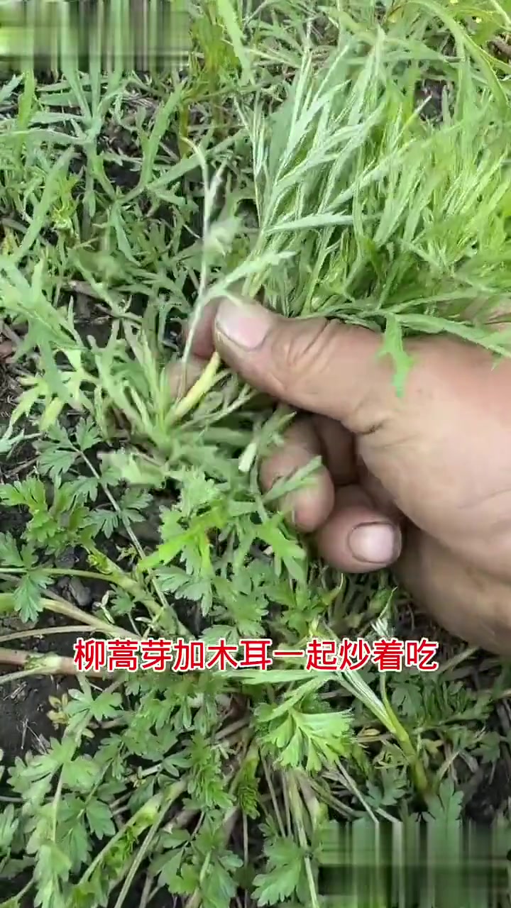 养生健康，柳蒿芽吃法功效多！
