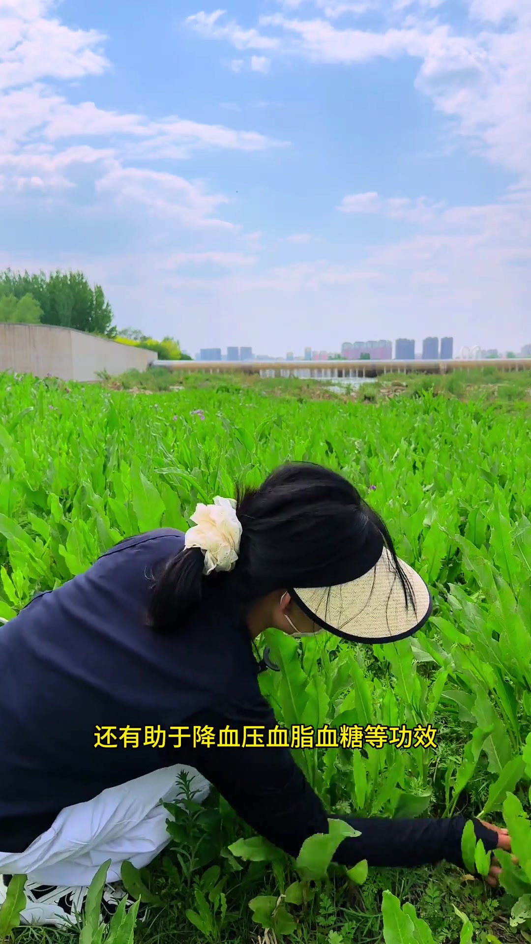 东北柳蒿芽，竟是降压草！
