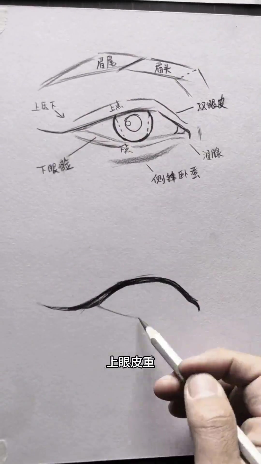 素描眼睛结构详细教程,适合所有零基础画画的美术爱好者