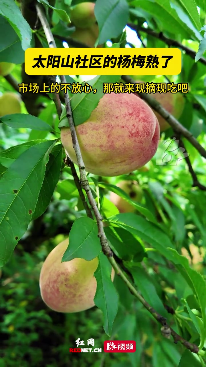 柳叶湖太阳山社区的杨梅桃子李子都熟了，这个周末一起去采摘#亲子活动#周末去哪儿#遛娃好去处