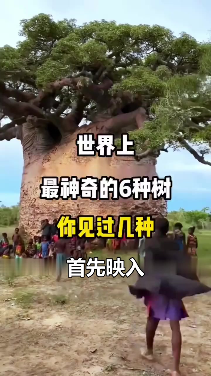 世界六大奇树：猴面包树能储水，龙血树像巨伞，你见过几种？