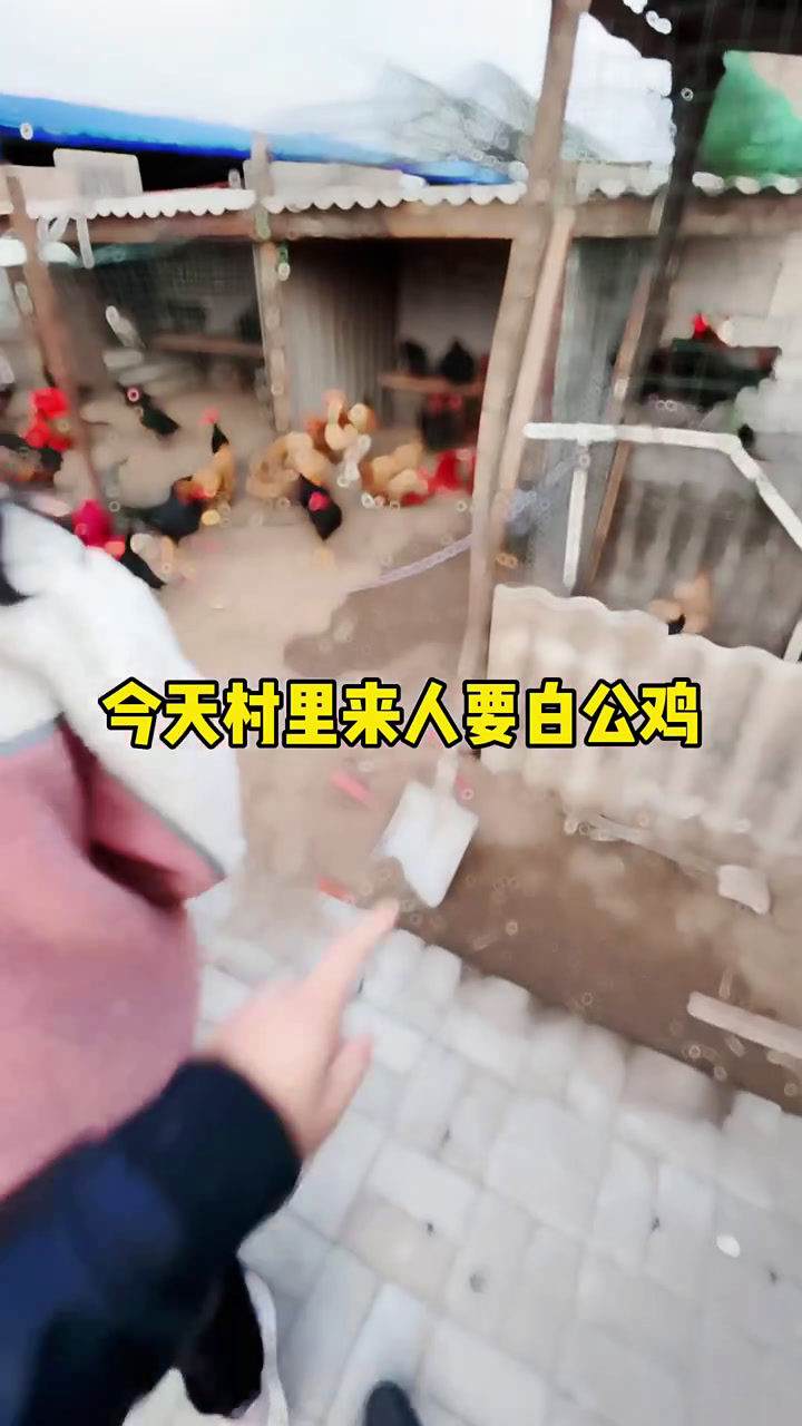 怀孕吃白公鸡除补充营养外还有啥用？最后竟让它跑了！