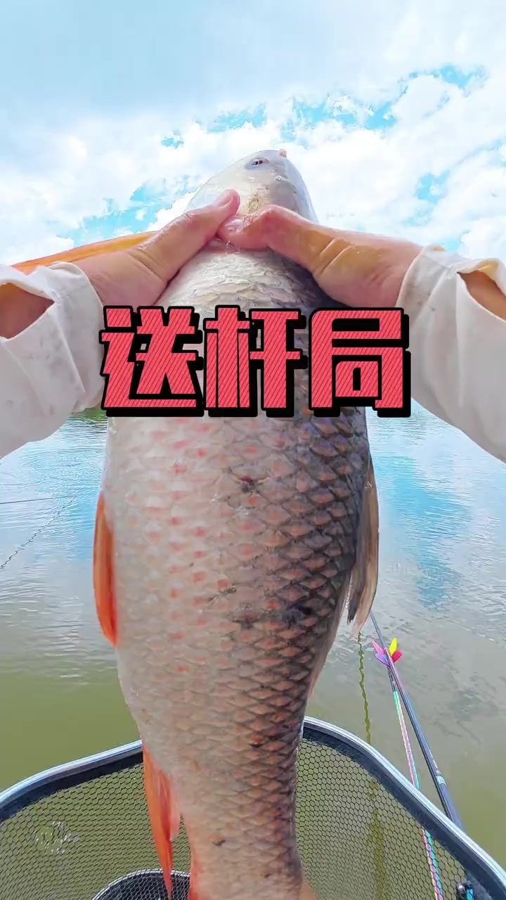 送杆局-南方的钓友回避下，北方的钓友看过来，这里36拉的都是这种小鱼