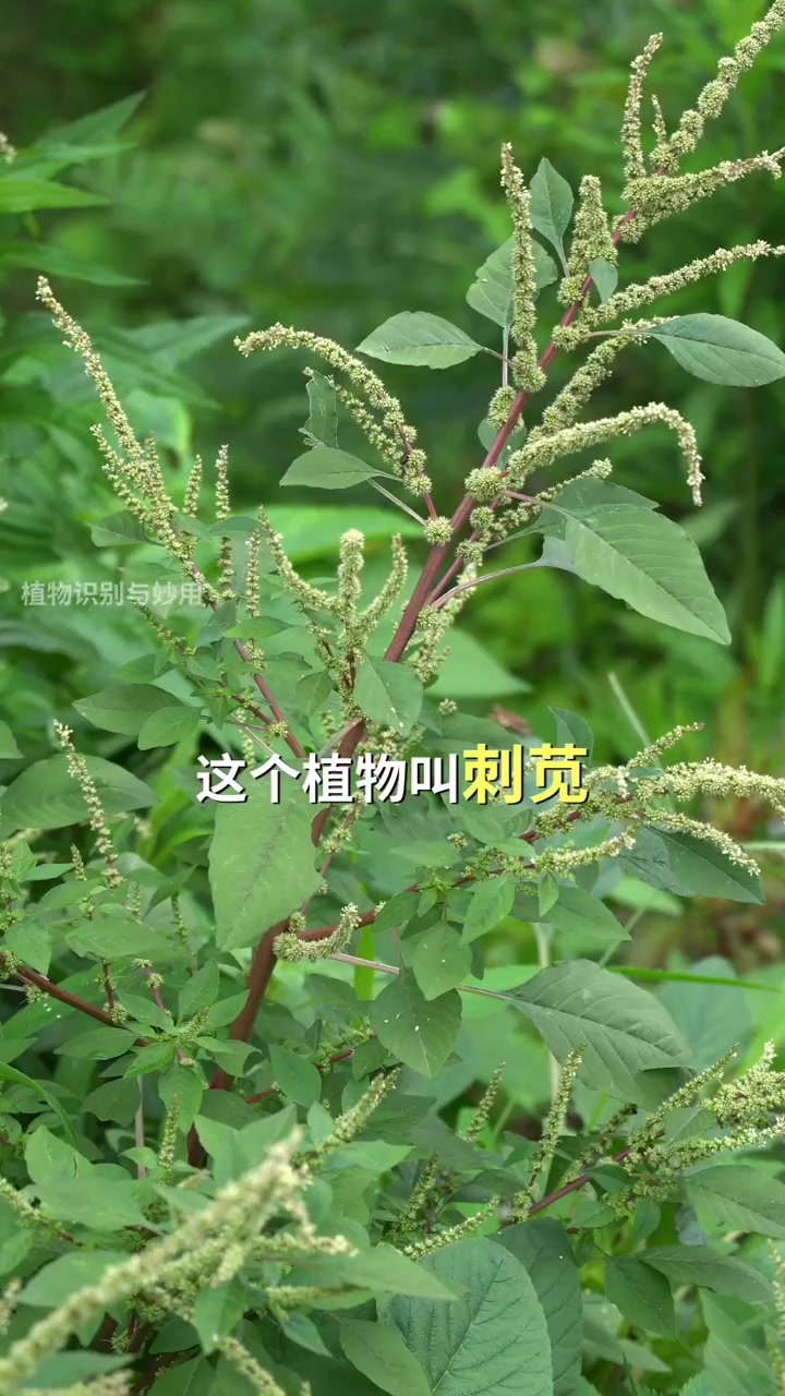这个植物叫刺苋，用它腌制的霉苋菜梗非常好吃