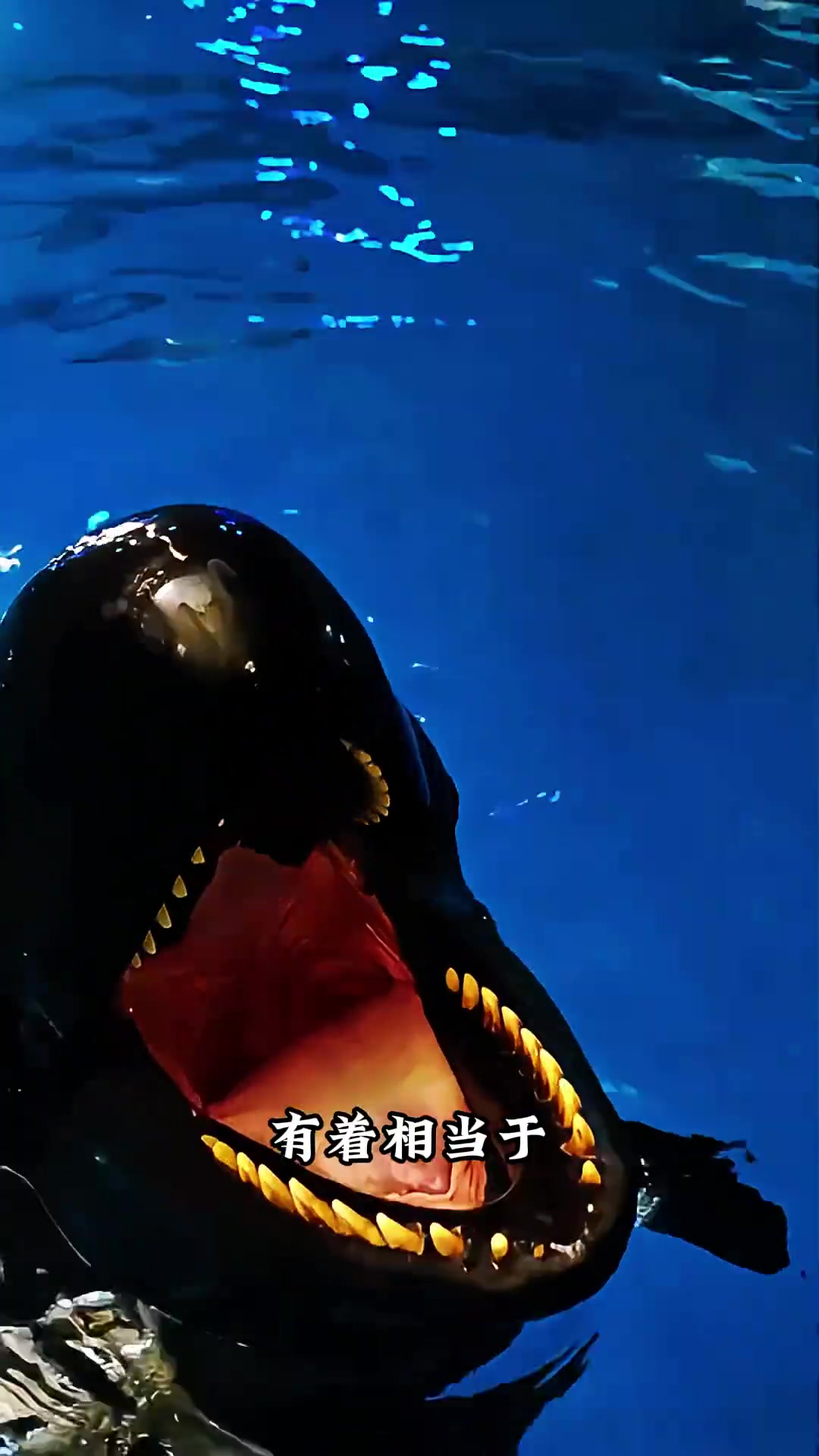 带你认识不同的鲸鱼你们都见过哪些 #鲸鱼 #奇妙的动物 #科普