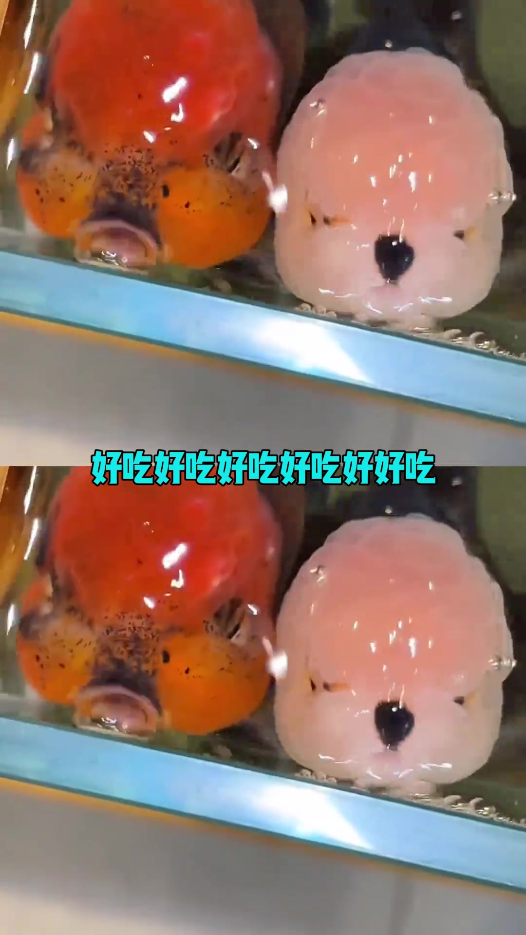 小狗鱼超级可爱 #可爱 #泰狮 #兰寿 #观赏鱼