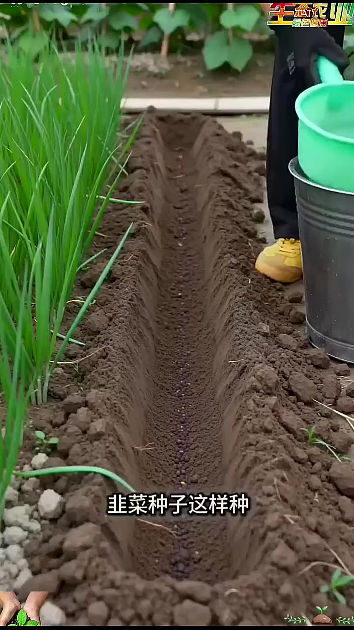 #韭菜种植技巧#种菜新农人 #种菜种菜