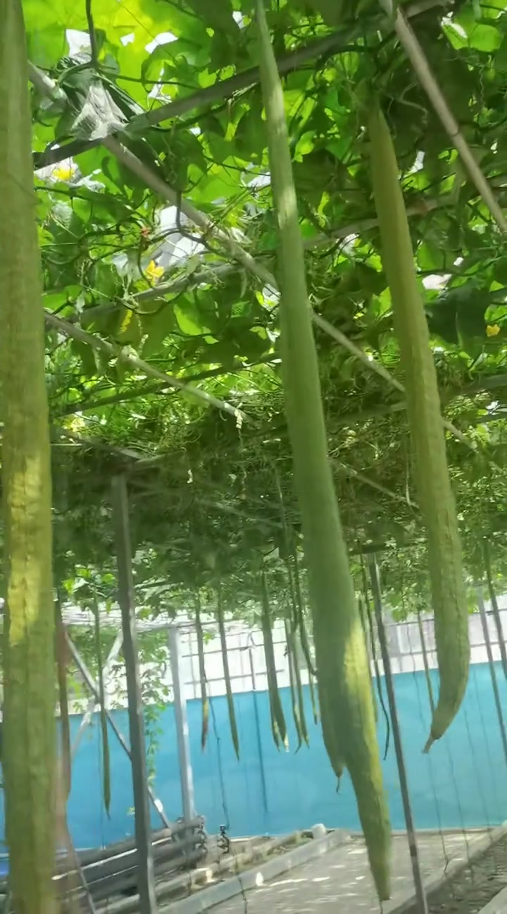来山东寿光蔬菜科技博览会，看480斤大南瓜和航天育种菜