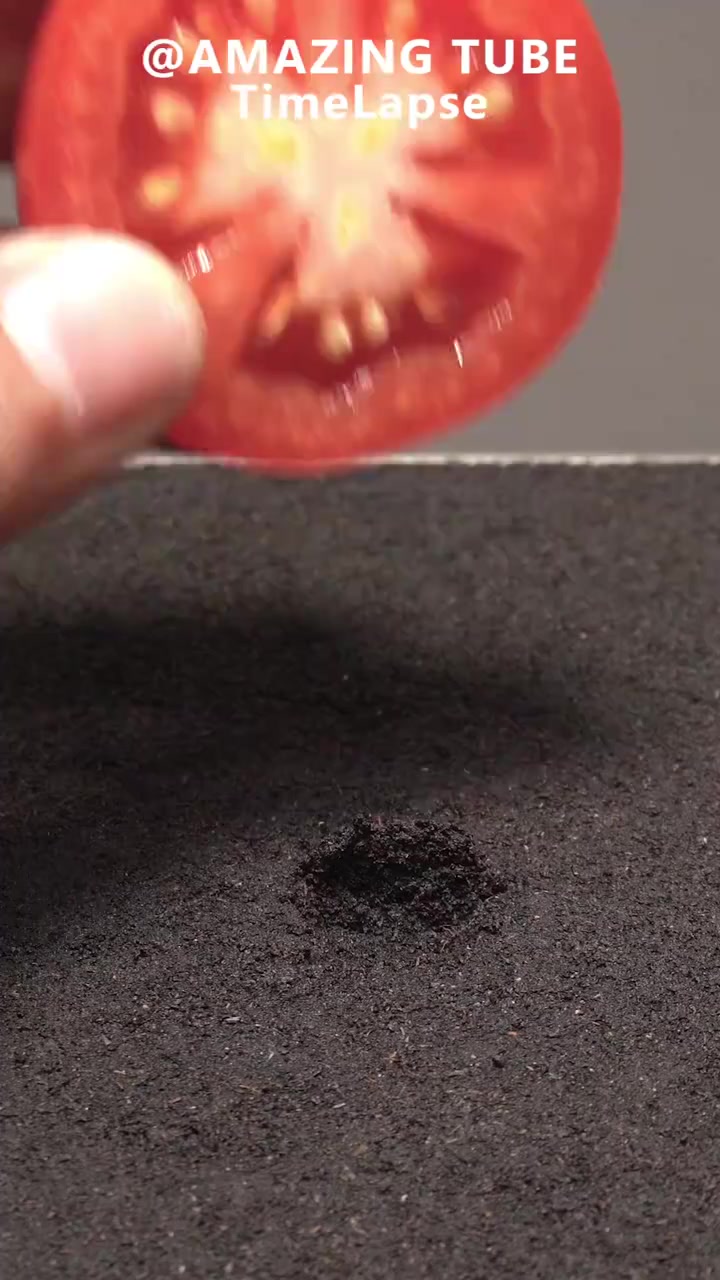 植物的生长过程